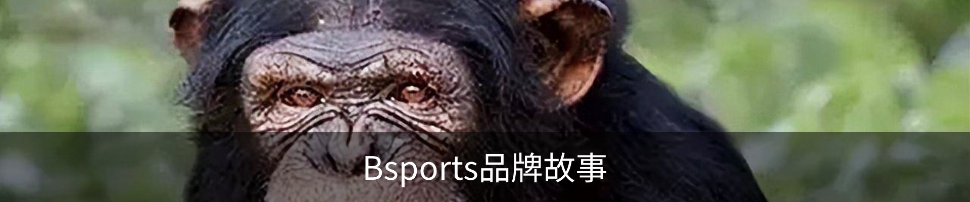 Bsports品牌故事